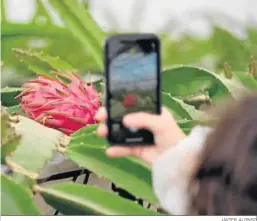  ?? JAVIER ALONSO ?? Una participan­te fotografía una fruta del dragón en Las Palmerilla­s.