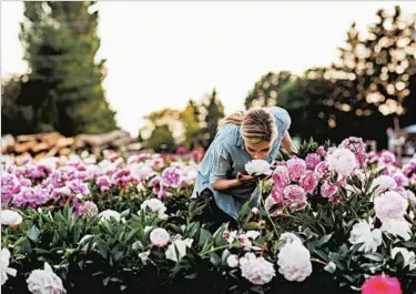  ?? MICHELE M. WAITE/CHRONICLE BOOKS ?? Flower farmer and designer Erin Benzakein grows peonies and other varieties at her Floret Farm in Bellingham, Wash.