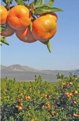  ?? FW Archive ?? ABOVE: Despite facing several challenges with regard to exports due to the COVID-19 pandemic, the citrus industry has shipped more fruit to date than the same time last year.