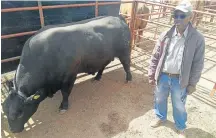  ?? Picture: ZOLILE MENZELWA ?? BULL’S EYE: Nkosemntu Nika, the first black Brangus breeder in the Chris Hani area, walked away with R50,000 for his debut bull, Meat Wagon, in Tarkastad on Friday.