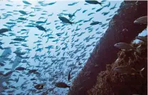  ?? Photo for The Washington Post by John Briley ?? ■ Fish school on the wreck of the Dixie Arrow, where the density of free-swimming life rivals that of most coral reefs.