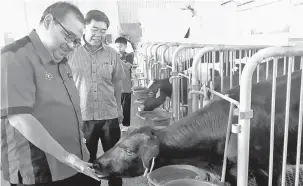  ?? — Gambar Bernama ?? LADANG TENUSU: Mohd Suhaili terpegun melihat seekor anak lembu tenusu di Ladang Evergreen Livestock Sendirian Berhad milik Penasihat Pertanian Malaysia Prof (Anjung) Datuk Yap Yun Fook (dua kiri) semalam.