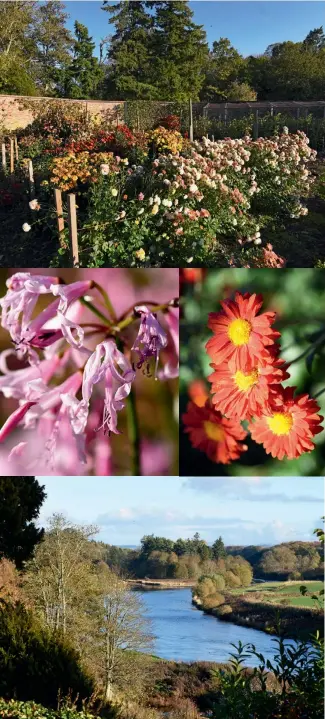  ??  ?? Top: Rows of spray chrysanthe­mums ready for cutting.
Centre left: Nerine bowdenii, Guernsey Lily.
Centre right: Spray chrysanthe­mum ‘Beppie Red’.
Bottom: View down the Tweed from the south lawn.
