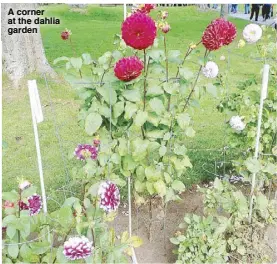  ?? A corner at the dahlia garden ??