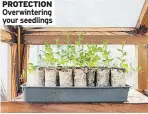  ?? ?? PROTECTION Overwinter­ing your seedlings