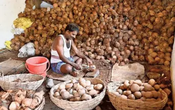  ?? ?? A farmer peeling copra from the shell at Tiptur in Tumakuru district; (right) copra being unloaded.