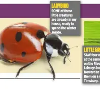  ??  ?? LADYBIRD SOME of these little creatures are already in my house, ready to spend the winter inside.