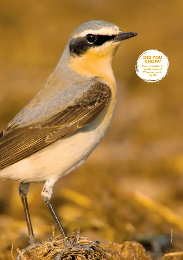  ??  ?? DID you know? Nearly a quarter of a million pairs of Wheatear nest in the UK