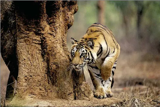  ?? BBC/Discovery ?? A tigress stalks in Rajasthan, India, in this photo from the Emmy-winning series — a documentar­y that parents can watch with their children this summer.