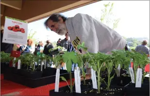  ?? SHERRY LAVARS — SPECIAL TO MARIN INDEPENDEN­T JOURNAL ?? After a two-year hiatus, UC Marin Master Gardeners' popular tomato market returns on April 23.