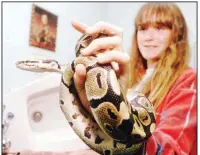  ??  ?? Dutch herpetolog­ist Ymre Stiekema examines an Irish barred grass snake and the bidet in which it was hiding. The discovery of serpents in Ireland means St. Patrick’s days are numbered.