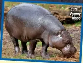  ?? ?? Cute... Pygmy hippo