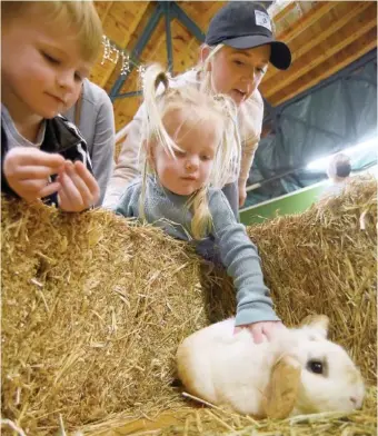  ?? STAFF PHOTO BY MATT HAMILTON ?? Dawson Owens, 5, left, watches as Addilyn Lloyd, 2, pets a rabbit while her mother, Megan, top, watches during the 2023 Hug A Bunny event at the Chattanoog­a Zoo.