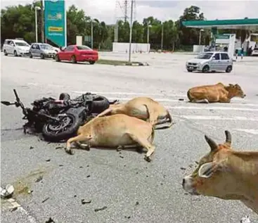  ?? [FOTO IHSAN PEMBACA] ?? Motosikal Ducati Diavel Annuar yang dirempuh sekumpulan lembu ketika melalui kawasan Merang, petang, semalam. Gambar kanan, Annuar dan Dewi Rosita bersama motosikal kuasa tinggi masing-masing.