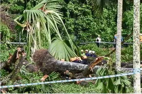  ?? — The Straits Times/ANN ?? deadfall: The tree that fell where Rouch-Sirech and wife were seated at the Botanical Gardens in this file picture.