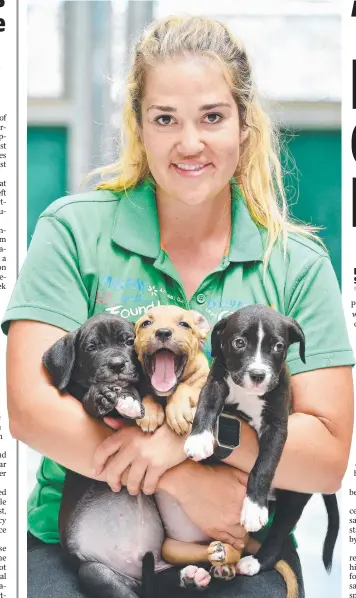  ?? ADORABLE POOCHES: RSPCA animal attendant Kiersten Hansen with six- week- old labrador cross bull arab pups. Picture: SHAE BEPLATE ??