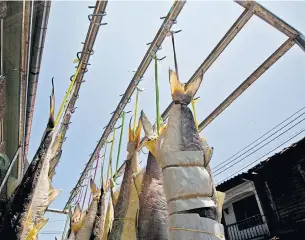  ??  ?? Tak Bai dried salted fish is one of two products awarded GI certificat­ion by the Commerce Ministry.