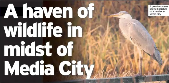  ??  ?? A grey heron was spotted perched on a barrier in Media City