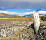  ??  ?? A Woolly mammoth tusk emerging from permafrost on central Wrangel Island, located in northeaste­rn Siberia.