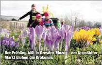  ??  ?? Der Frühling hält in Dresden Einzug - am Neustädter Markt blühen die Krokusse.