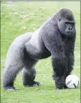  ?? ?? Internship­s included a position as a gorilla keeper