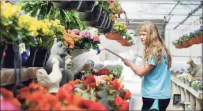  ?? Hearst Connecticu­t Media file photo ?? Madison Halas, 15, waters begonias at the Halas Farm Market in Danbury on April 10, 2017. March 20 marks the start of spring.