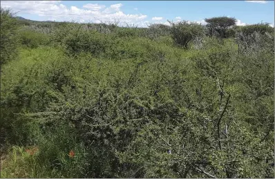  ?? OSU Agricultur­e ?? Thorn bushes and trees house ticks in the country of Namibia, where an Oklahoma State University researcher visited to build collaborat­ive relationsh­ips for tick research.