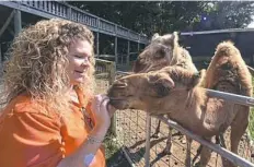 ?? Darrell Sapp/Post-Gazette photos ?? Owner Rachelle Sankey feeds snacks to two young camels in the petting zoo section of Pymatuning Deer Park.