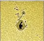  ?? David Cater/Star-Gazing ?? An enormous sunspot announces a new sunspot cycle.