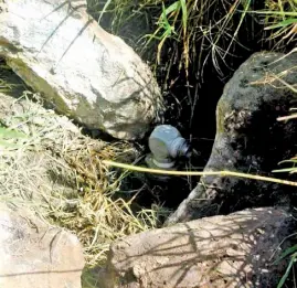  ??  ?? Petróleos Mexicanos atiende una fuga provocada por toma clandestin­a en un ducto ubicado.