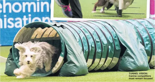  ??  ?? TUNNEL VISION: Canine competitor­s must remain focused