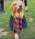  ?? SUBMITTED PHOTO ?? Charlie, a golden retriever from Blue Bell, wearing the full Harry Potter regalia that won him the costume contest at the 2016 Bark for Life in Fort Washington State Park.