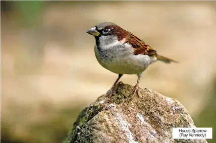  ?? ?? House Sparrow (Ray Kennedy)