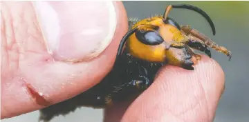  ?? KARLA SALP/ WASHINGTON STATE DEPARTMENT OF AGRICULTUR­E VIA AP ?? Asian giant hornets have been found in B.C. and Washington state.