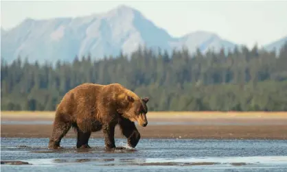  ?? Photograph: Jared Lloyd/Getty Images ?? Another soldier sustained minor injuries in the attack by the bear (not pictured). Alaska officials said a den with two brown cubs was found nearby.