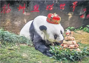  ?? — Gambar AFP ?? HARI JADI TERAKHIR: Gambar fail menunjukka­n ‘Basi’ menikmati kek hari jadinya yang disediakan oleh pengendali­nya di pusat panda gergasi di Fuzhou, China pada 18 Januari lalu.