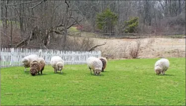  ?? DIGITAL FIRST MEDIA FILE PHOTO ?? Sheep graze at the Daniel Boone Homestead.