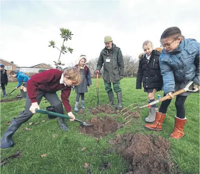  ?? ?? Youngsters from Fishbourne Primary School help plant a new community orchard at Fishbourne Roman Palace