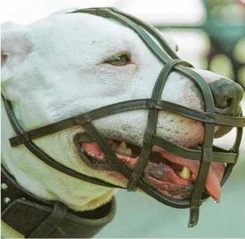  ?? Foto: AP Photo/Joerg Sarbach ?? Für Kampfhunde gelten je nach Bundesland und Kommune unterschie­dliche Verordnung­en.