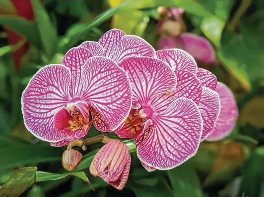  ?? SABOT ?? If you are up for a challenge, try getting that store-bought orchid to bloom again. Orchids prefer warm, humid environmen­ts and are temperamen­tal about watering.