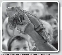  ??  ?? COMMUNITIE­S UNDER THE CANOPY — With an iguana, pictured, a coatimundi and Shawna Adams of the National History Educationa­l Company, 2 p.m. Thursday, Bentonvill­e Public Library. For all ages. 271-6816.