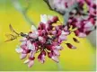  ?? Lady Bird Johnson Wildflower Center ?? REDBUD TREE BLOSSOMS