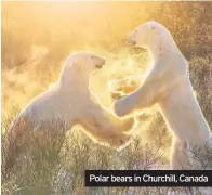  ??  ?? Polar bears in Churchill, Canada