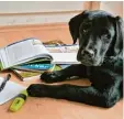  ?? Fotos: Insa Kohler, dpa ?? Neville besucht zwar eine Hundeschul­e, lesen und schreiben lernt er dort aber nicht.