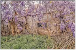  ??  ?? Jay McDonald, “Wrapped in Wisteria”