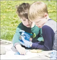  ??  ?? Ethan Hill, 5, and his brother Liam, 7, of Bridgewate­r, look through owl pellets for bones.