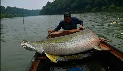  ??  ?? Big catch: Fishermen loading an arapaima onto their boat in the Western Amazon region near Volta do Bucho in the Ituxi Reserve. —AFP