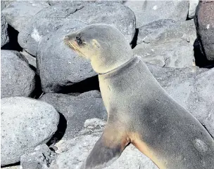  ??  ?? Galapagos sea lion with potentiall­y lethal plastic wound tightly around its neck