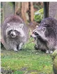  ??  ?? Den Waschbären kann man im Wildpark begegnen.