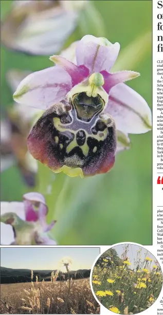  ?? PICTURES: PLANTLIFE/PA ?? NEW HABITATS: Bee orchids, top, have been found near Wakefield for the first time, while southern orchids grow in North Yorkshire. Flowers in Tyddyn Afon meadow, in Conwy, left and right.